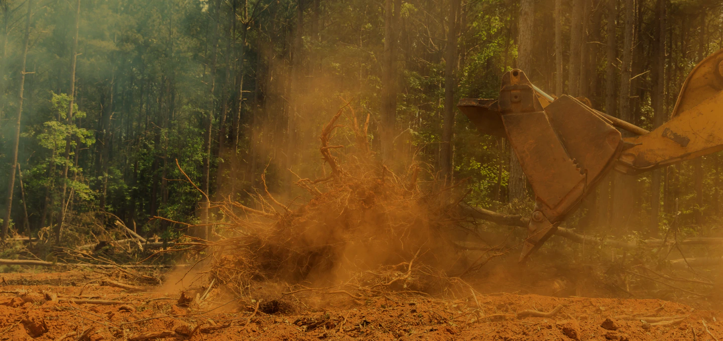 clearing land from roots forestry